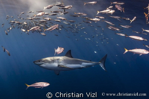 Isla Guadalupe, Mexico. Great White Shark swimming among ... by Christian Vizl 